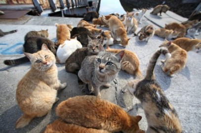 cats-okishima.jpg